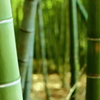 竹林