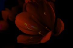誘惑