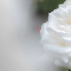 初薔薇〜白〜