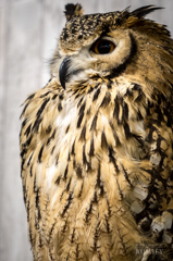 owl portrait #5 ~Rock Eagle Owl~