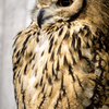 owl portrait #5 ~Rock Eagle Owl~