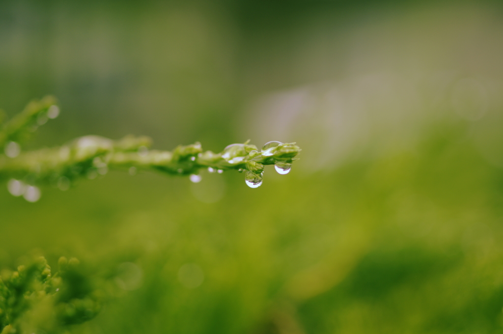 雨遊び＃４