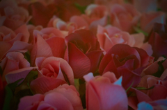 Fake Roses