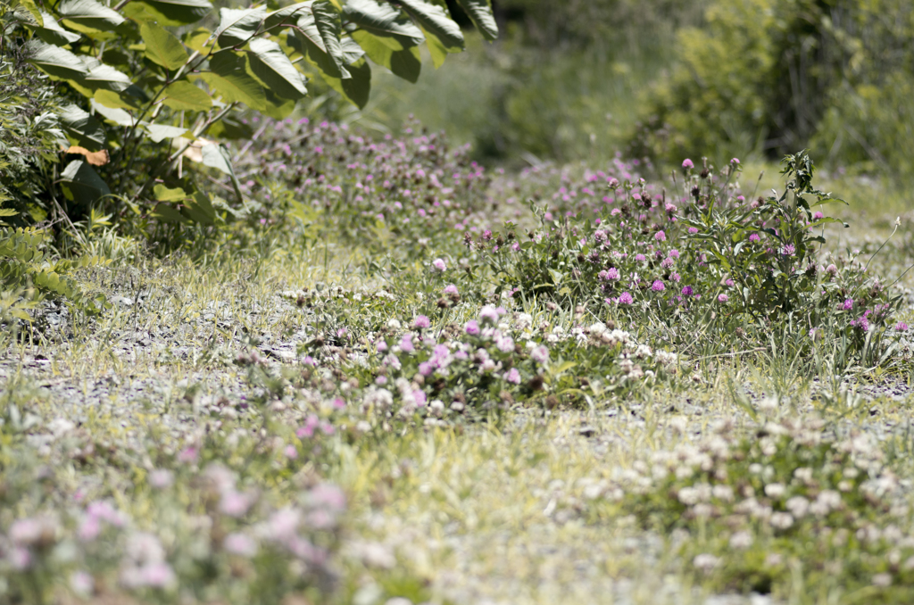 flower winding road