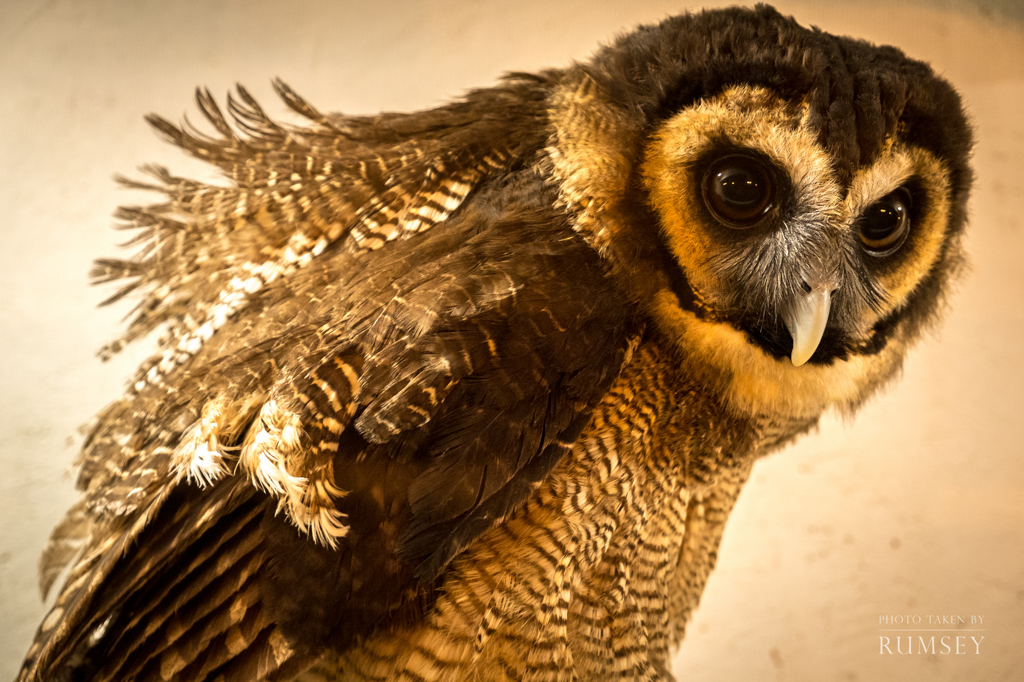 owl portrait #4 ~Brown Wood Owl~