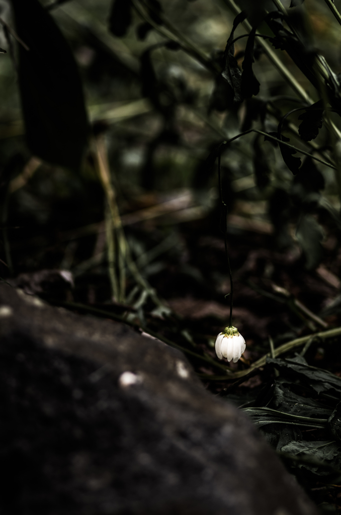 a small life has not yet faded