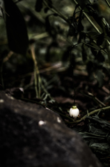 a small life has not yet faded