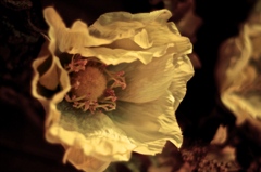 淡花