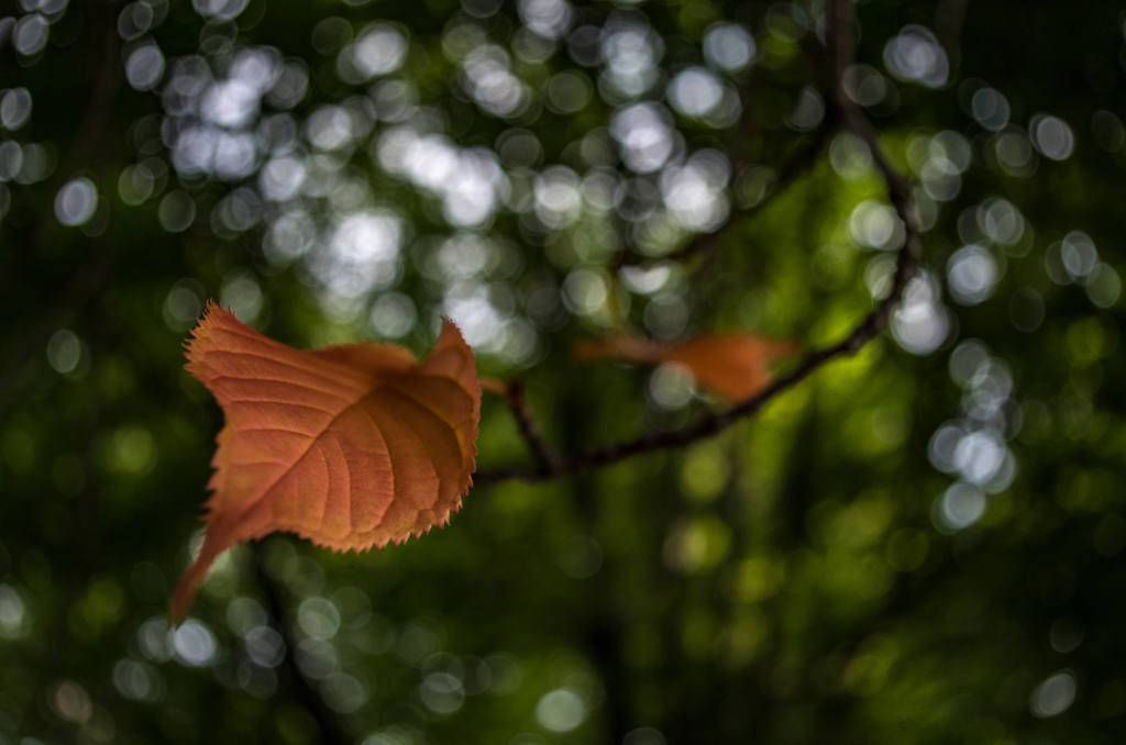 Zeissy orange leaf 