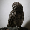 owl portrait #6 静