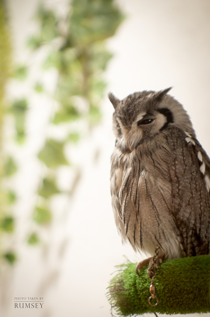 owl portrait #1