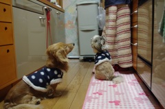 フライパンの誘惑