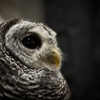 owl portrait #2