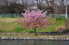 彼岸桜