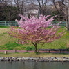 彼岸桜
