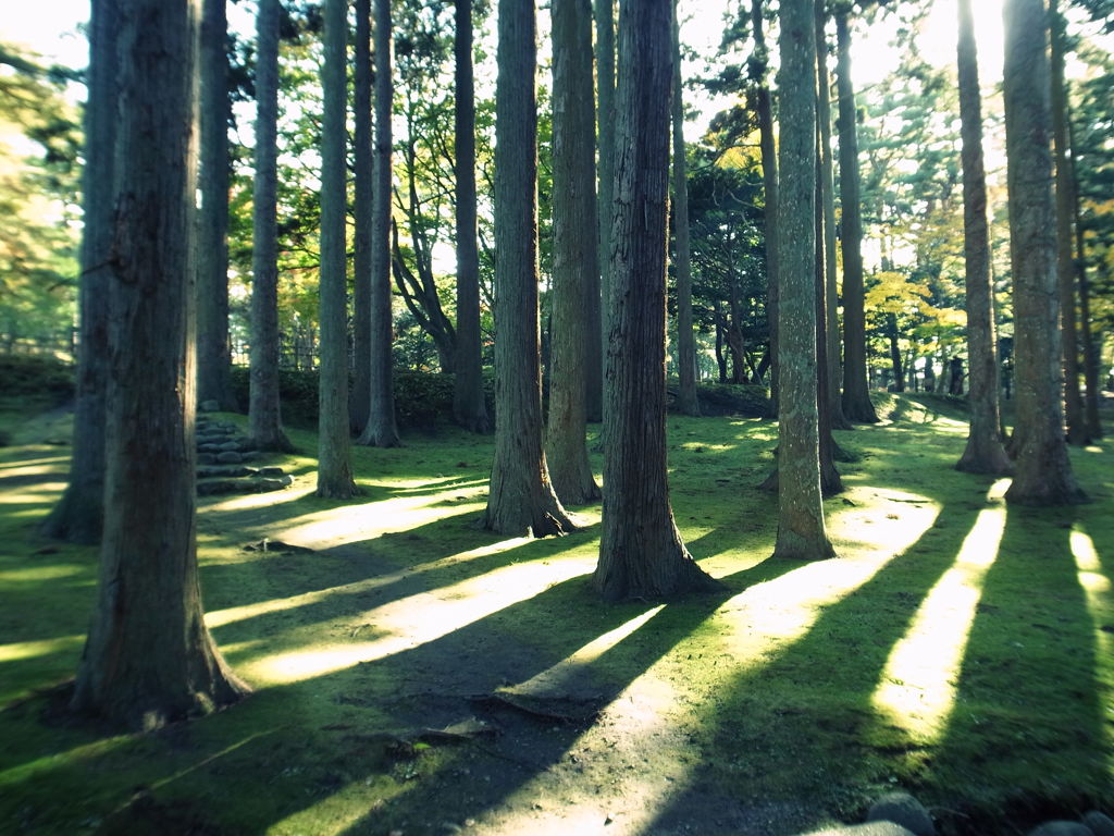 もののけのもり