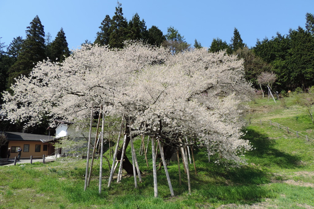 飛騨一ノ宮の臥龍桜