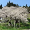 飛騨一ノ宮の臥龍桜