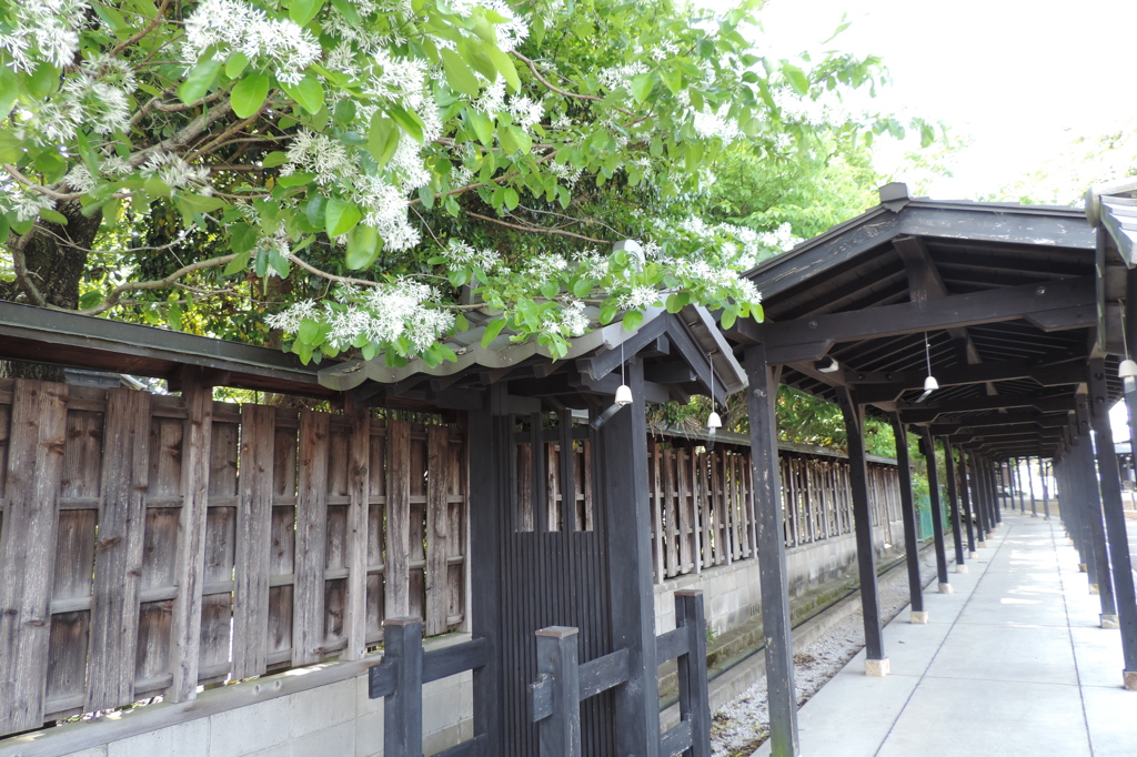 中山道会館回廊とナンジャモンジャの花