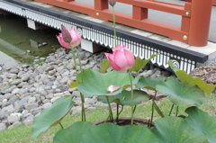 DSCN2226