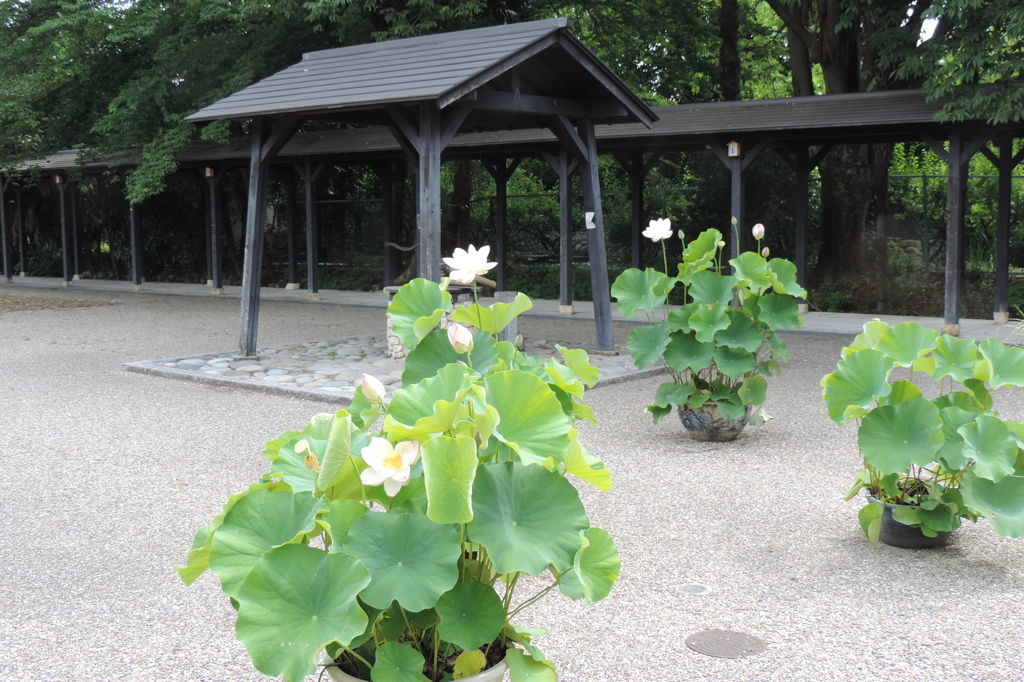 中山道会館の蓮の花