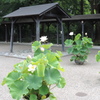 中山道会館の蓮の花