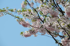 飛騨一の宮駅前の桜
