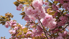 八重桜2