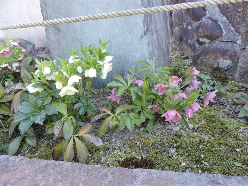 紅白