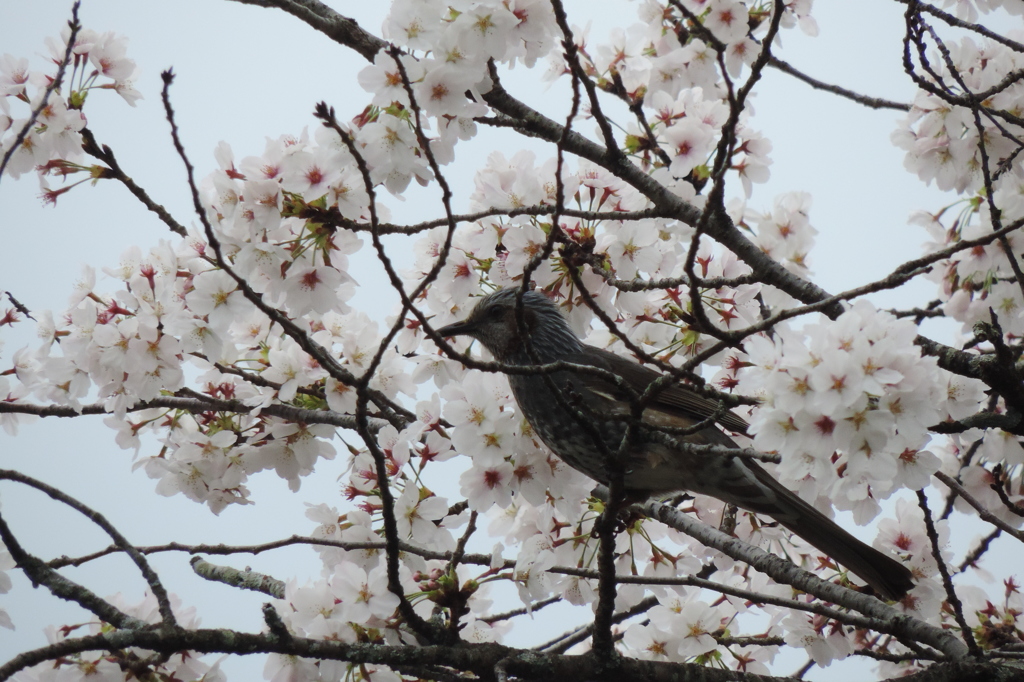 鳥も花見