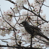 鳥も花見