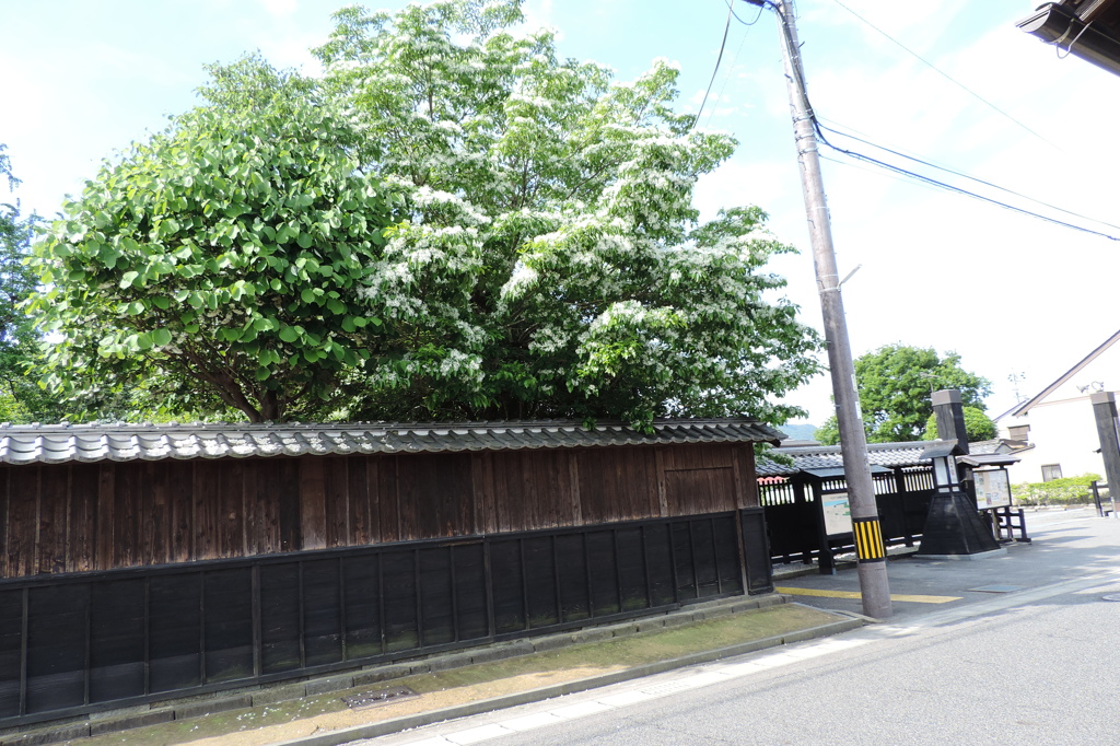 脇本陣屋敷のナンジャモンジャ