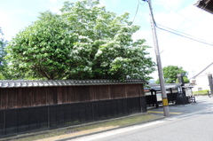 脇本陣屋敷のナンジャモンジャ