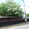 脇本陣屋敷のナンジャモンジャ