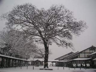 やどりぎ雪景色