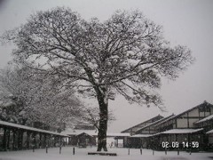 やどりぎ雪景色