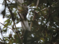 竹藪で物音が
