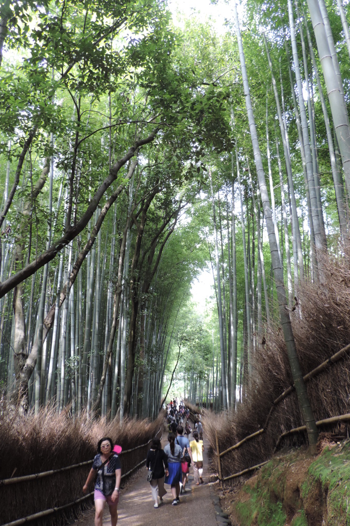 竹林のトンネル