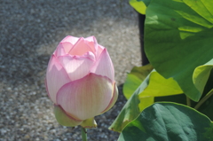 今年最後の蓮の花