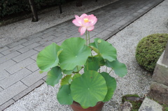 DSCN2218