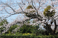 桜の木とヤドリギ