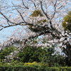 桜の木とヤドリギ