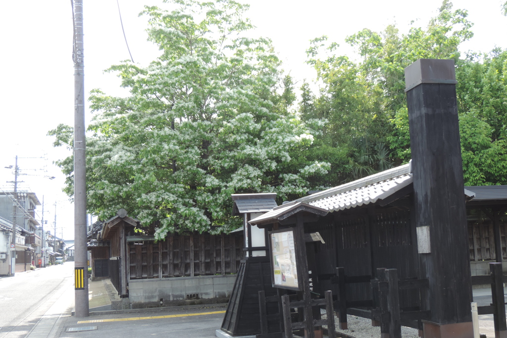 中山道会館入口東側のナンジャモンジャの花