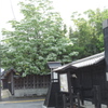 中山道会館入口東側のナンジャモンジャの花