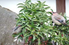 赤い実食べてみる