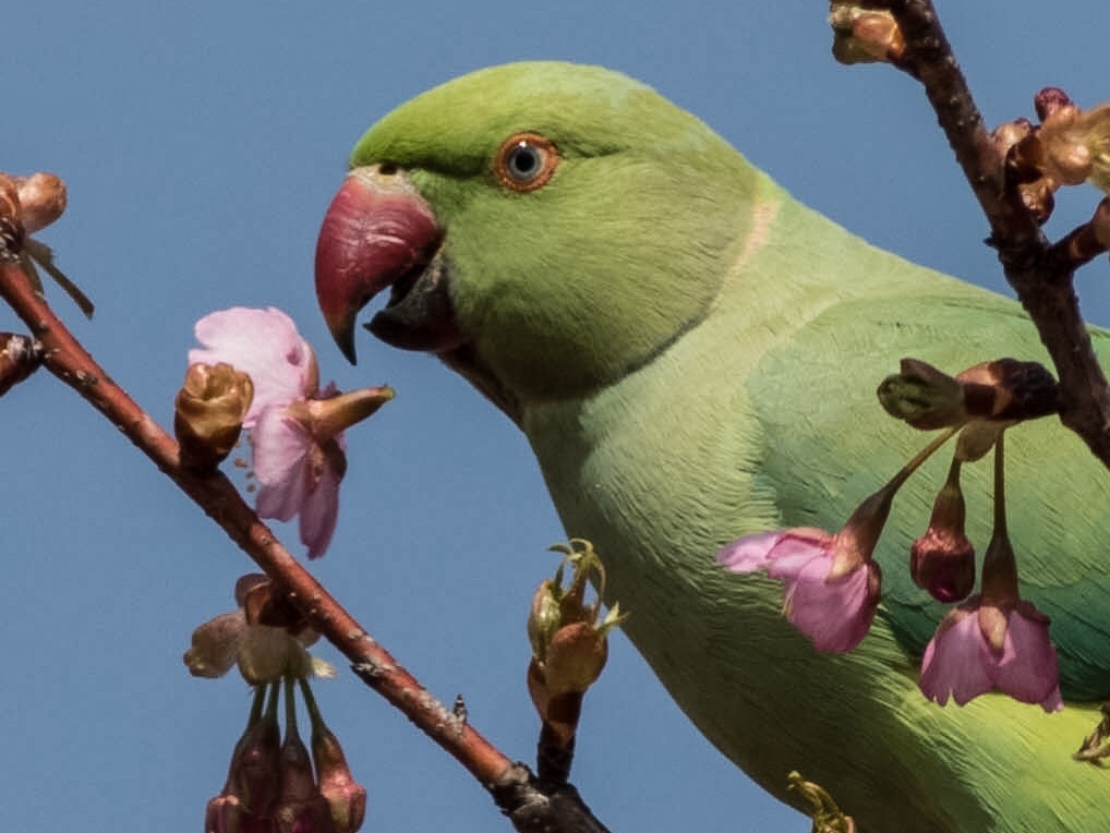 ワカケホンセイインコ