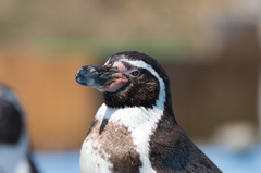 ペンギン