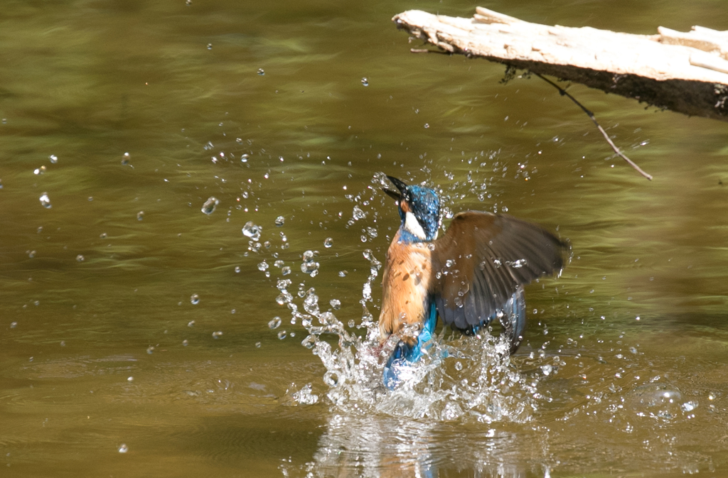 カワセミ 離水