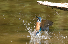カワセミ 離水