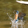 カワセミ 離水